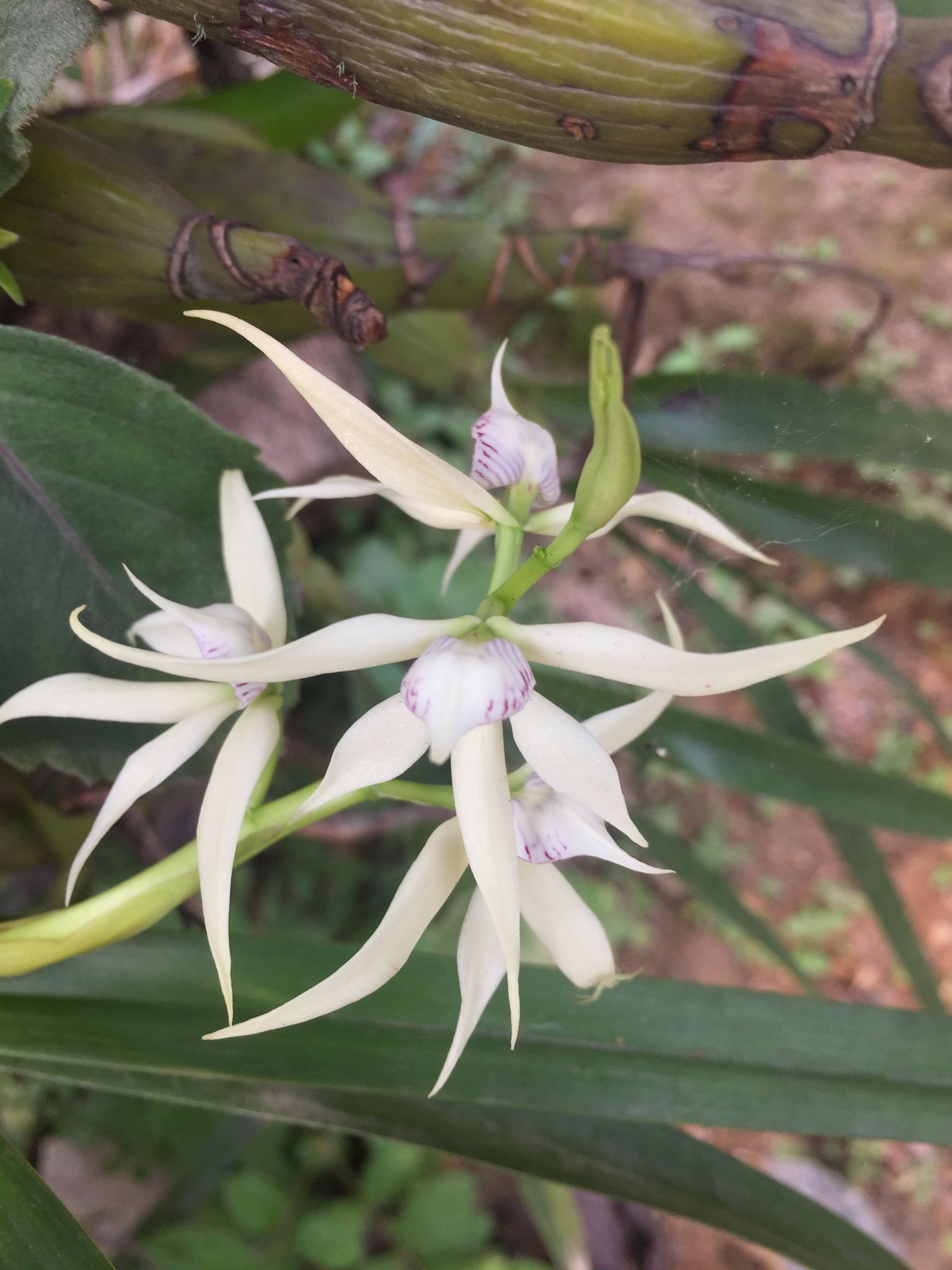 Prosthechea chondylobulbon